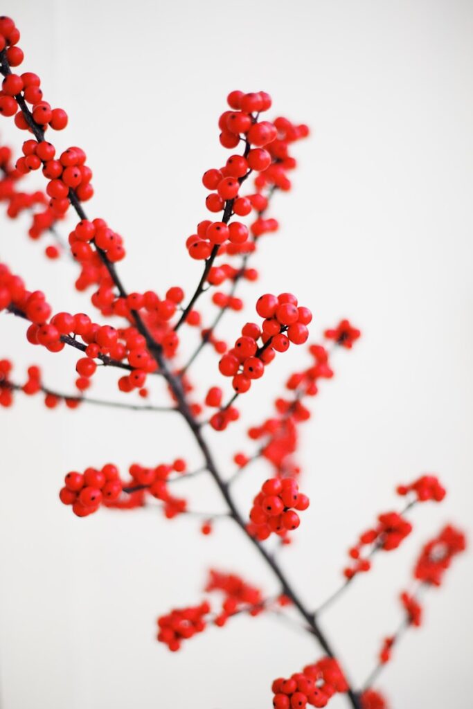 macro shot photography of red fruits