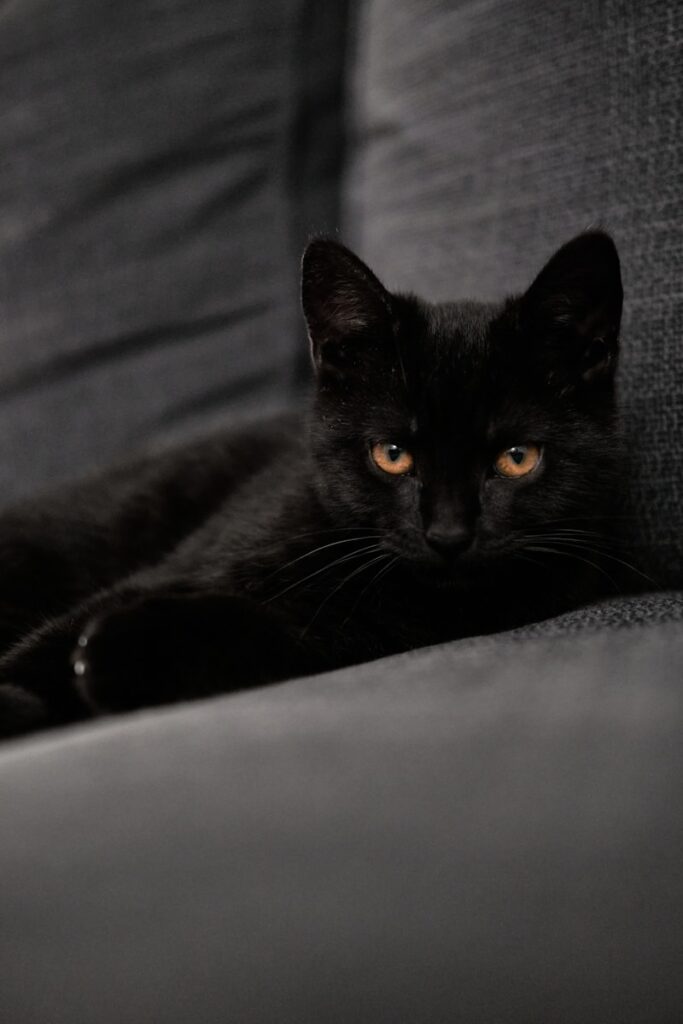 black cat lying on gray textile صورة قطة سوداء