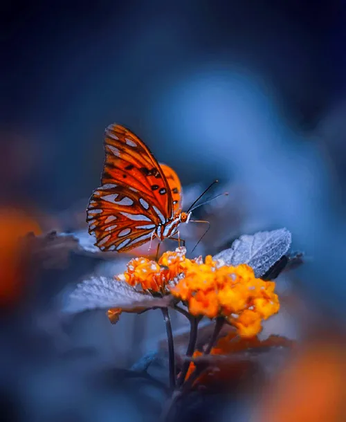 فراشه كيوت للبروفايل 2026