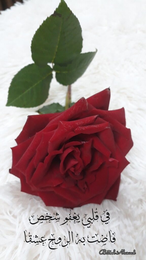 صور ورود حمراء مع كلمات حب.